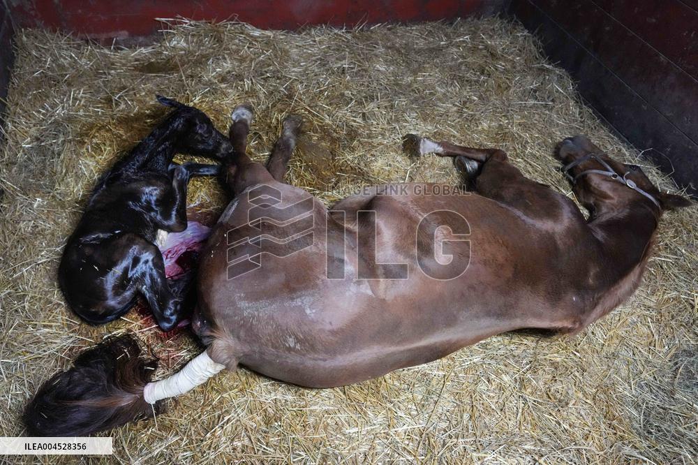 Foaling At Silver Duck Stable - Canada