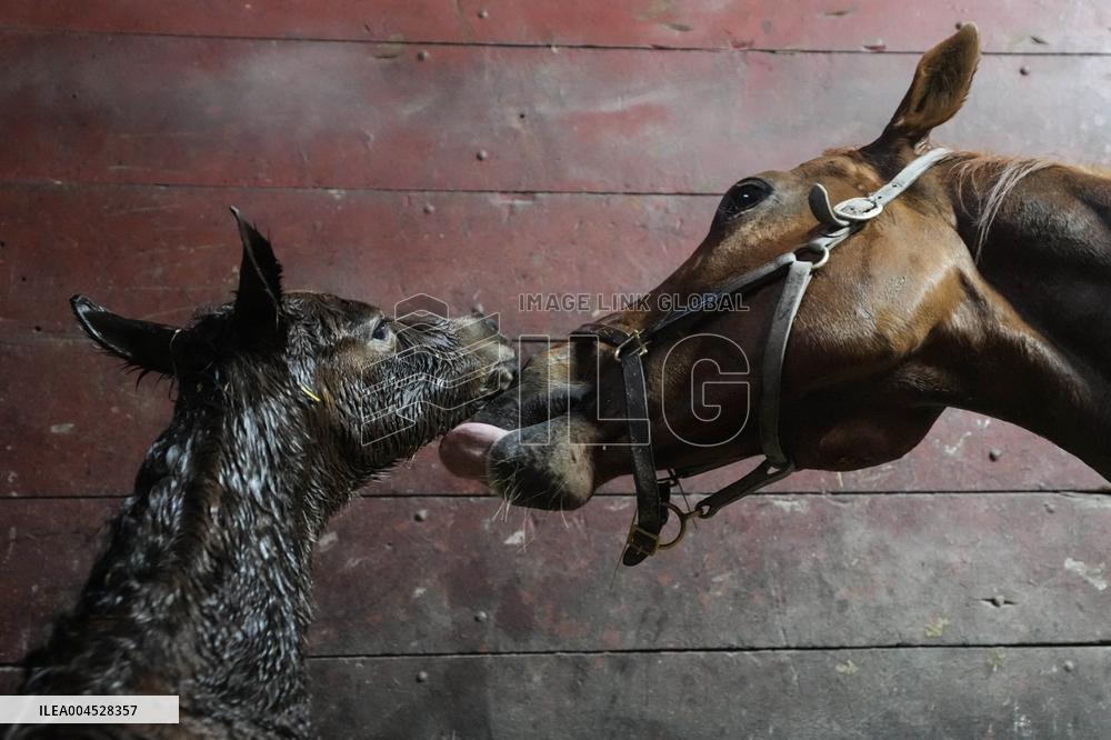 Foaling At Silver Duck Stable - Canada