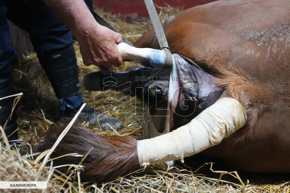 Foaling At Silver Duck Stable - Canada