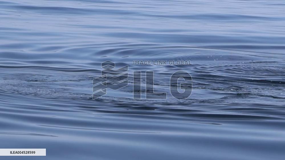 Killer whales off Hokkaido