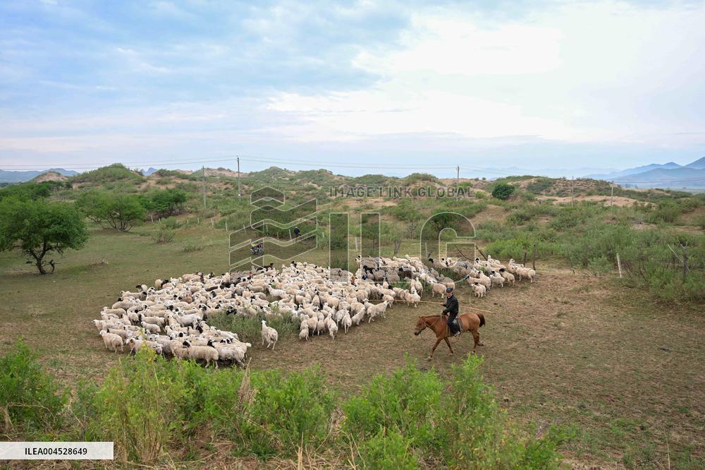 Nomadic Life in Inner Mongolia's Horqin Grassland - China