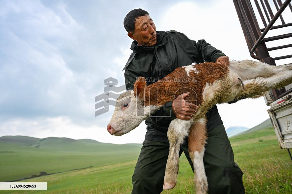 Nomadic Life in Inner Mongolia's Horqin Grassland - China