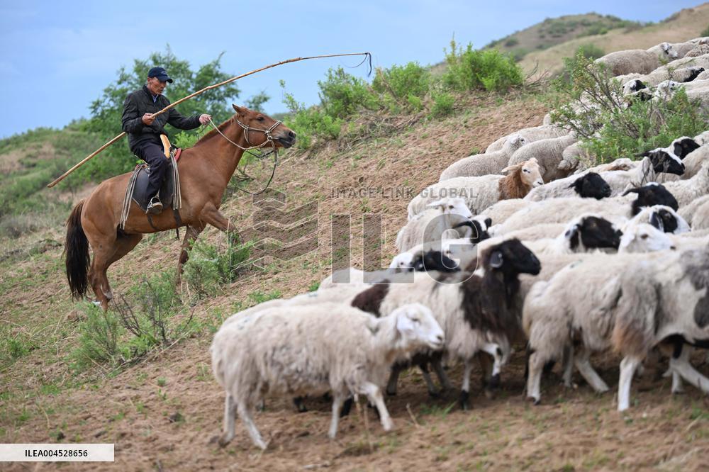 Nomadic Life in Inner Mongolia's Horqin Grassland - China