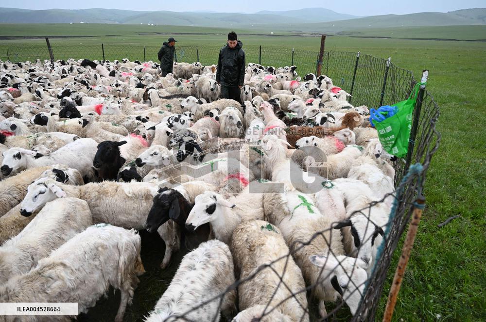 Nomadic Life in Inner Mongolia's Horqin Grassland - China