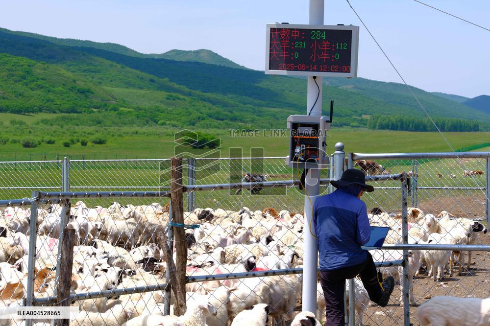 Nomadic Life in Inner Mongolia's Horqin Grassland - China