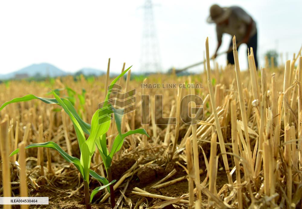 Agriculture Under High Temperatures