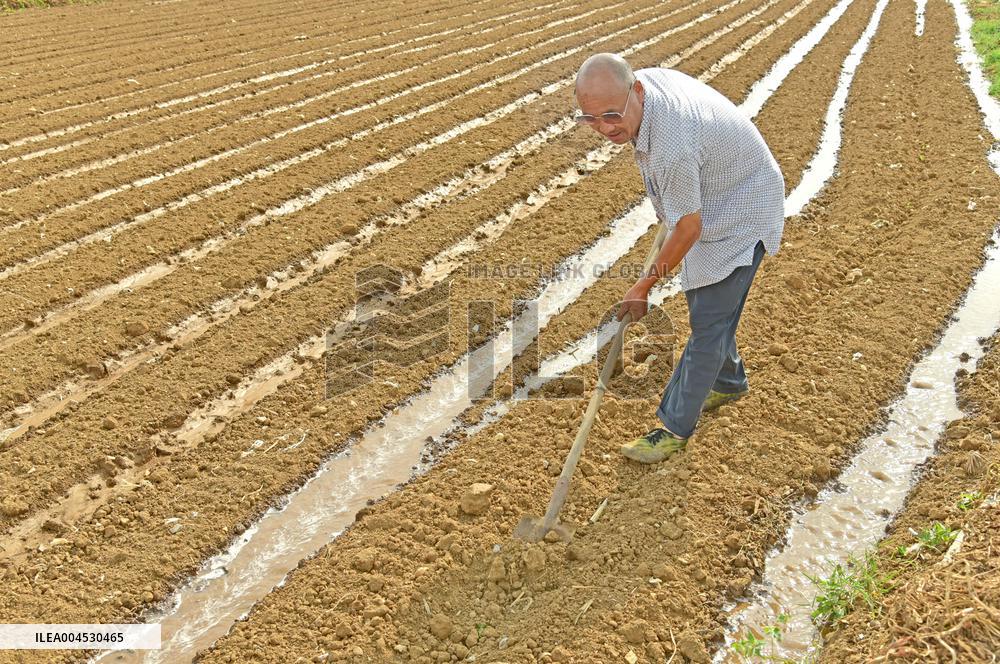 Agriculture Under High Temperatures