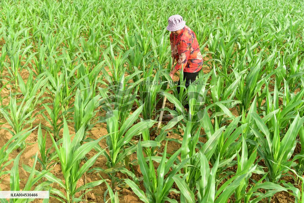 Agriculture Under High Temperatures