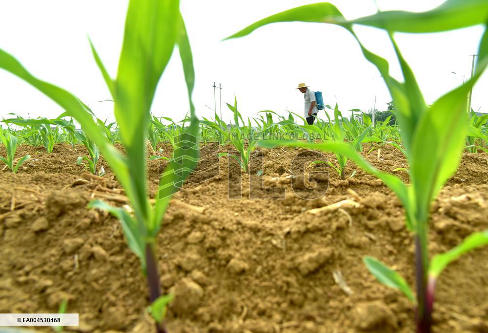 Agriculture Under High Temperatures