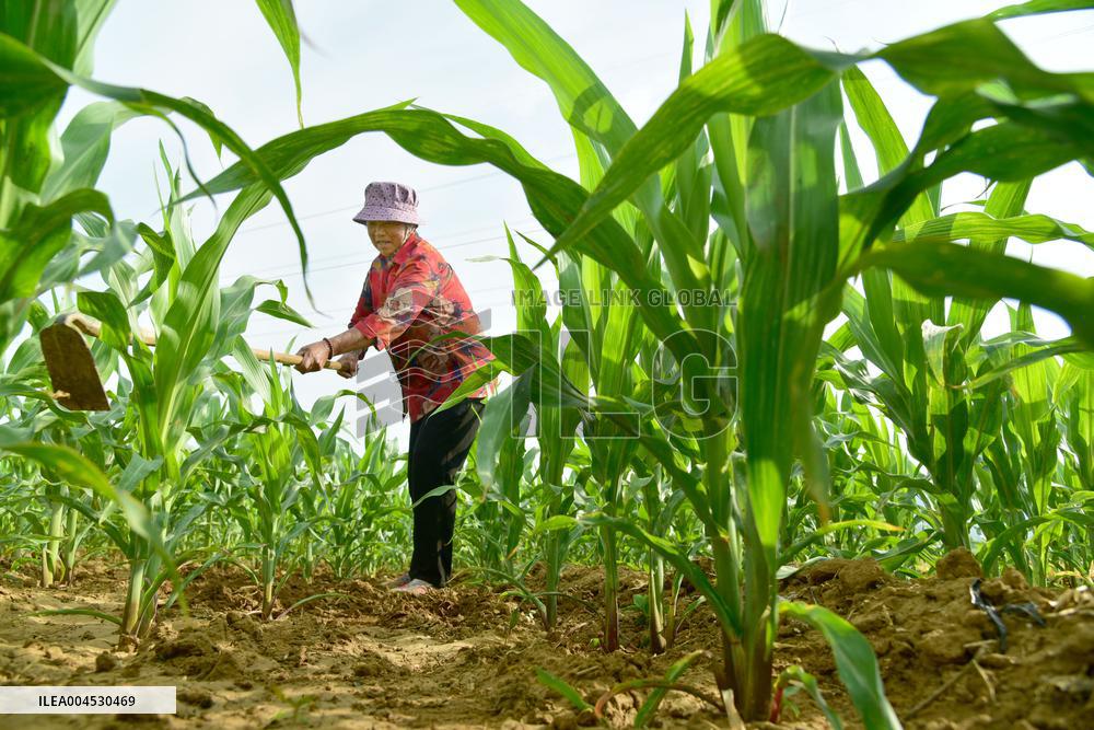 Agriculture Under High Temperatures