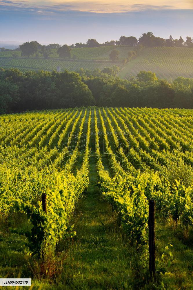 Illustration - Bordeaux