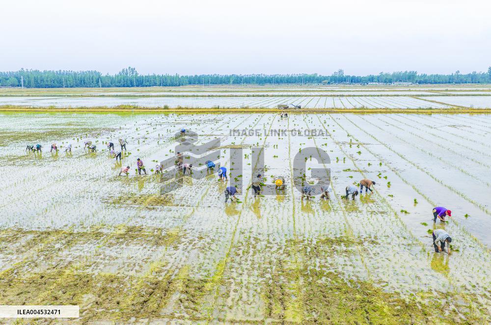 Rice Breeding Base in Suqian