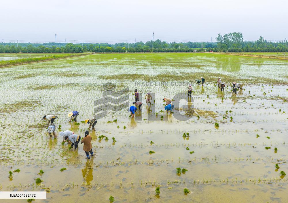 Rice Breeding Base in Suqian
