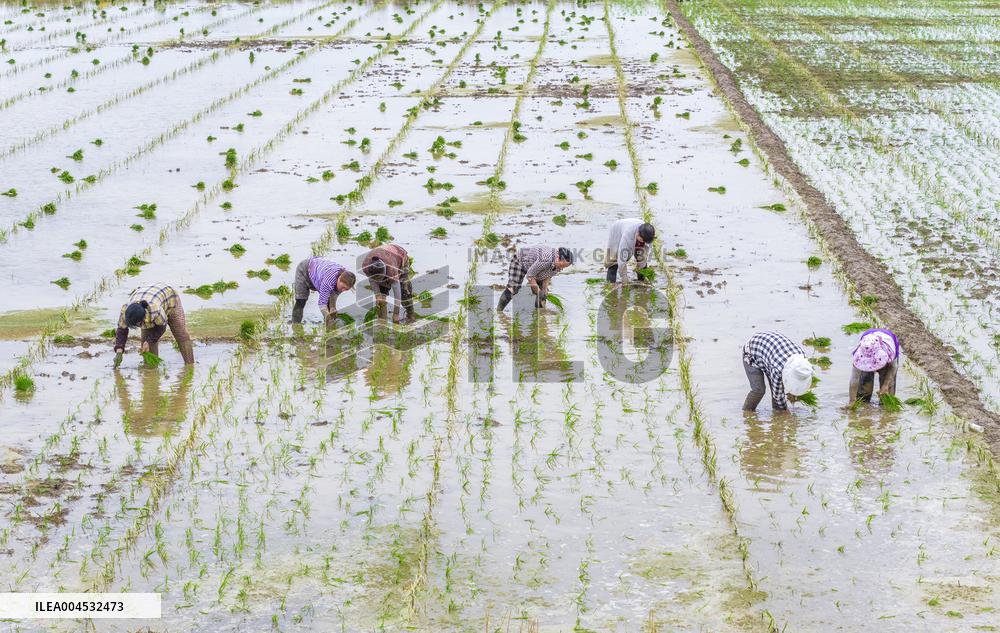 Rice Breeding Base in Suqian