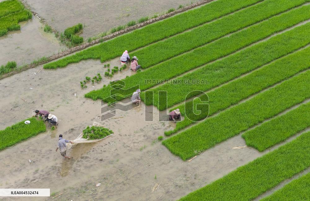 Rice Breeding Base in Suqian
