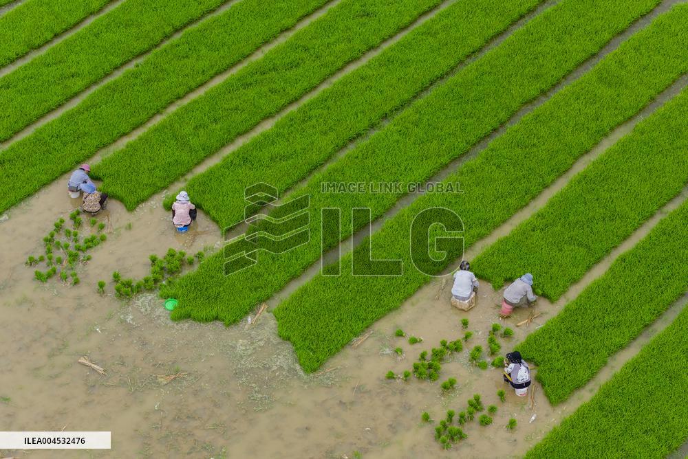 Rice Breeding Base in Suqian