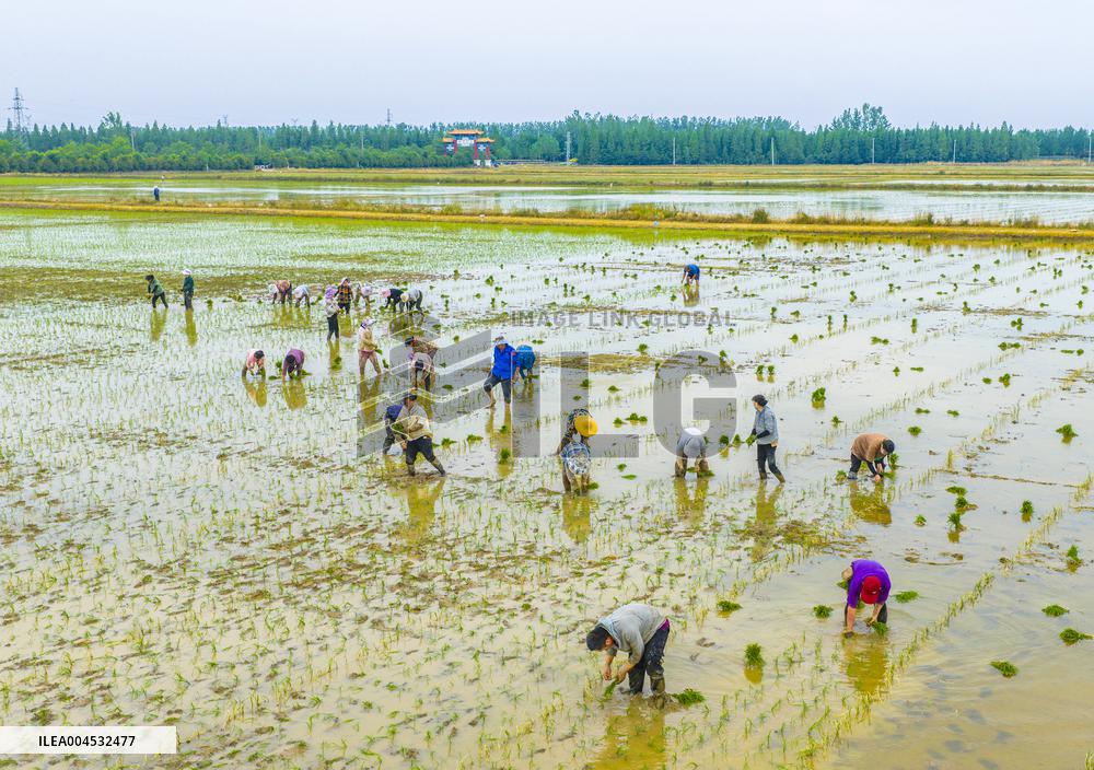 Rice Breeding Base in Suqian