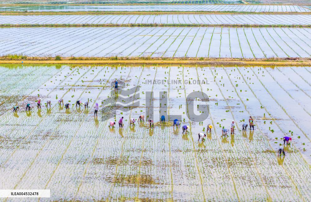 Rice Breeding Base in Suqian