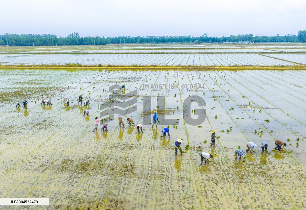 Rice Breeding Base in Suqian