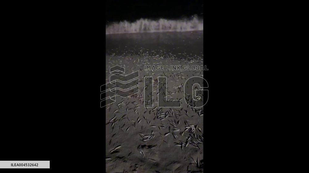 China: Typhoon Wutip Leaves Fish Stranded on Coastline