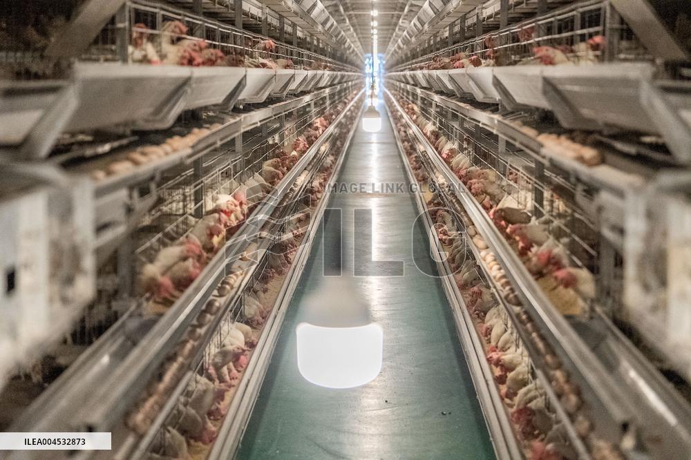Laying Hens Intelligent Ecological Breeding