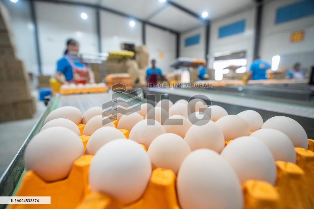 Laying Hens Intelligent Ecological Breeding