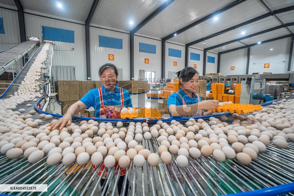 Laying Hens Intelligent Ecological Breeding