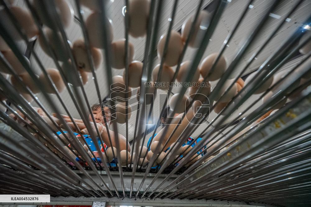 Laying Hens Intelligent Ecological Breeding