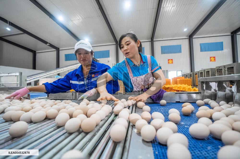 Laying Hens Intelligent Ecological Breeding