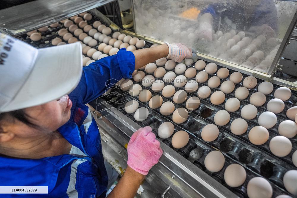 Laying Hens Intelligent Ecological Breeding