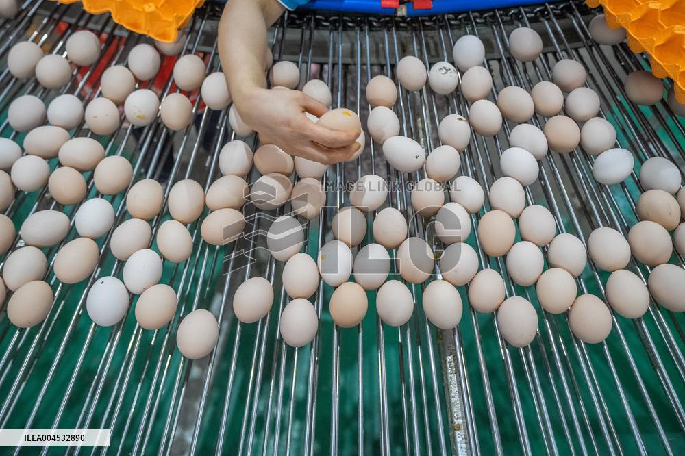 Laying Hens Intelligent Ecological Breeding