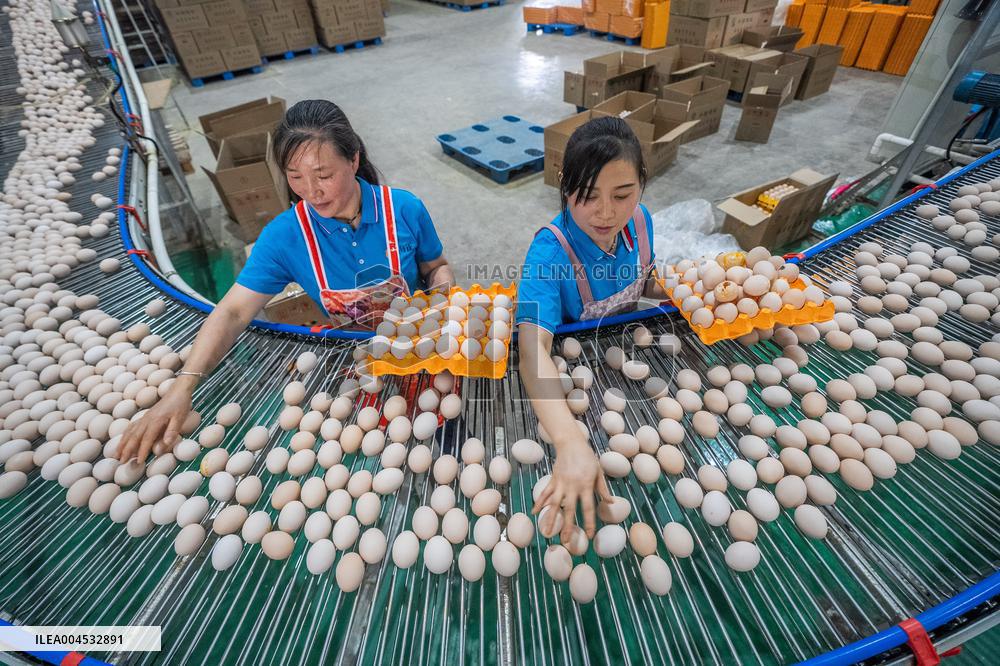 Laying Hens Intelligent Ecological Breeding