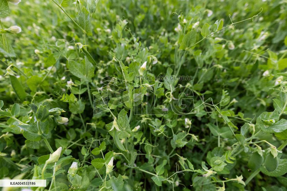 LÃµhmuse organic farm