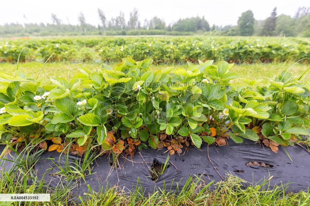 LÃµhmuse organic farm
