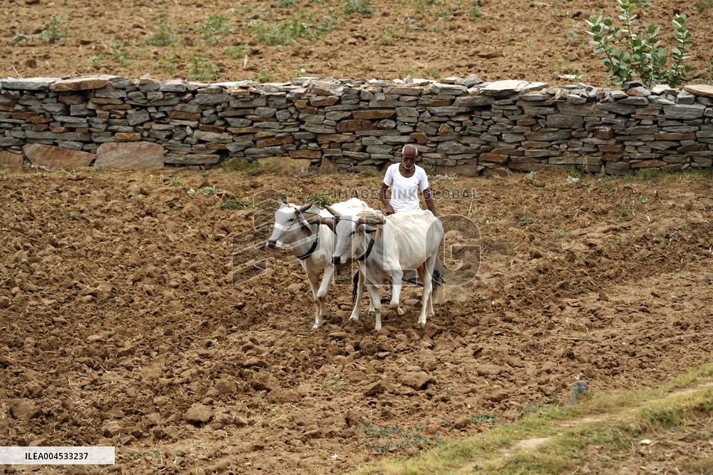 A Farmer Works in Fields - India
