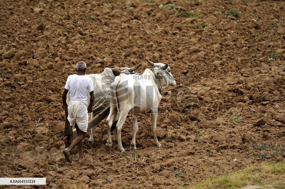 A Farmer Works in Fields - India