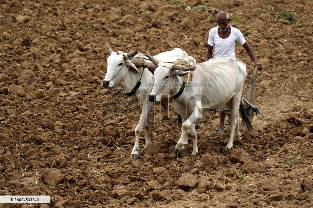 A Farmer Works in Fields - India