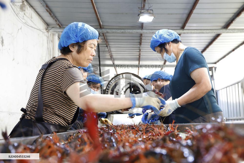 Crayfish Farming Export