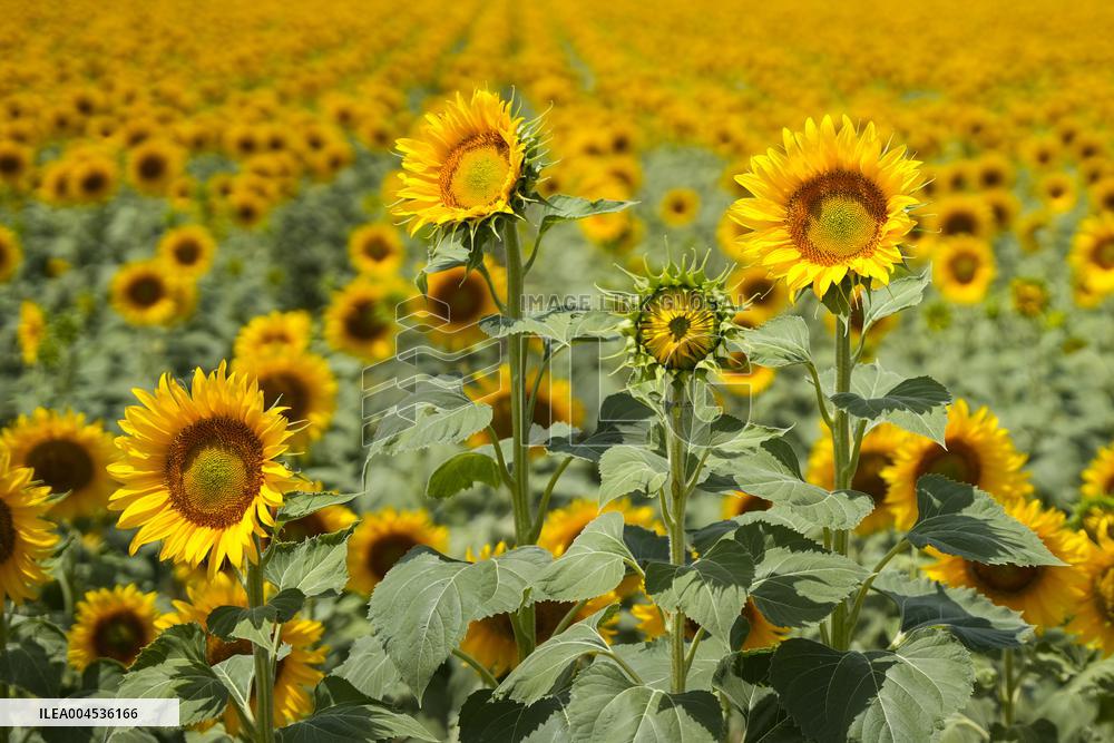 Sunflower Field Illustrations - Spain
