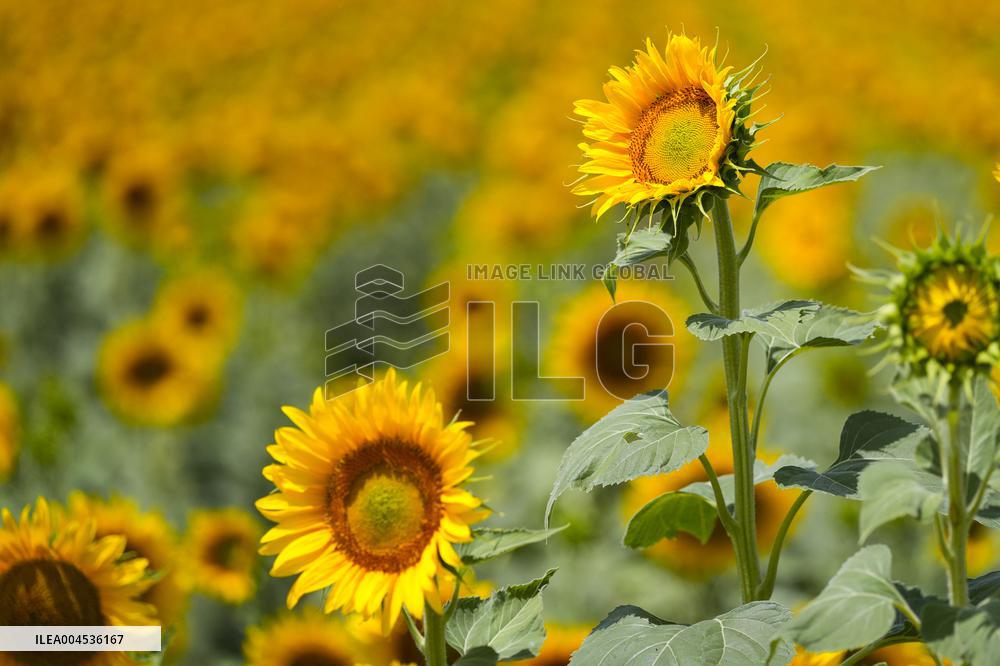 Sunflower Field Illustrations - Spain