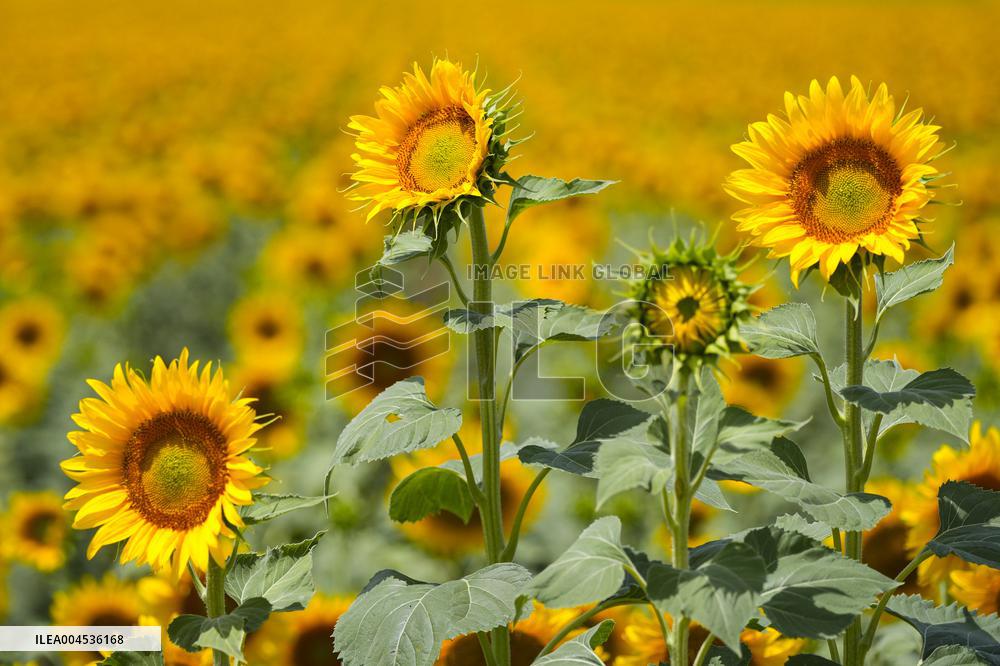 Sunflower Field Illustrations - Spain