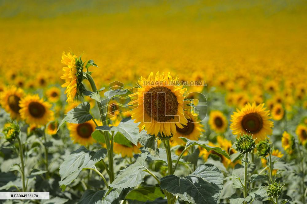 Sunflower Field Illustrations - Spain