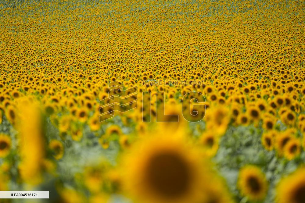 Sunflower Field Illustrations - Spain