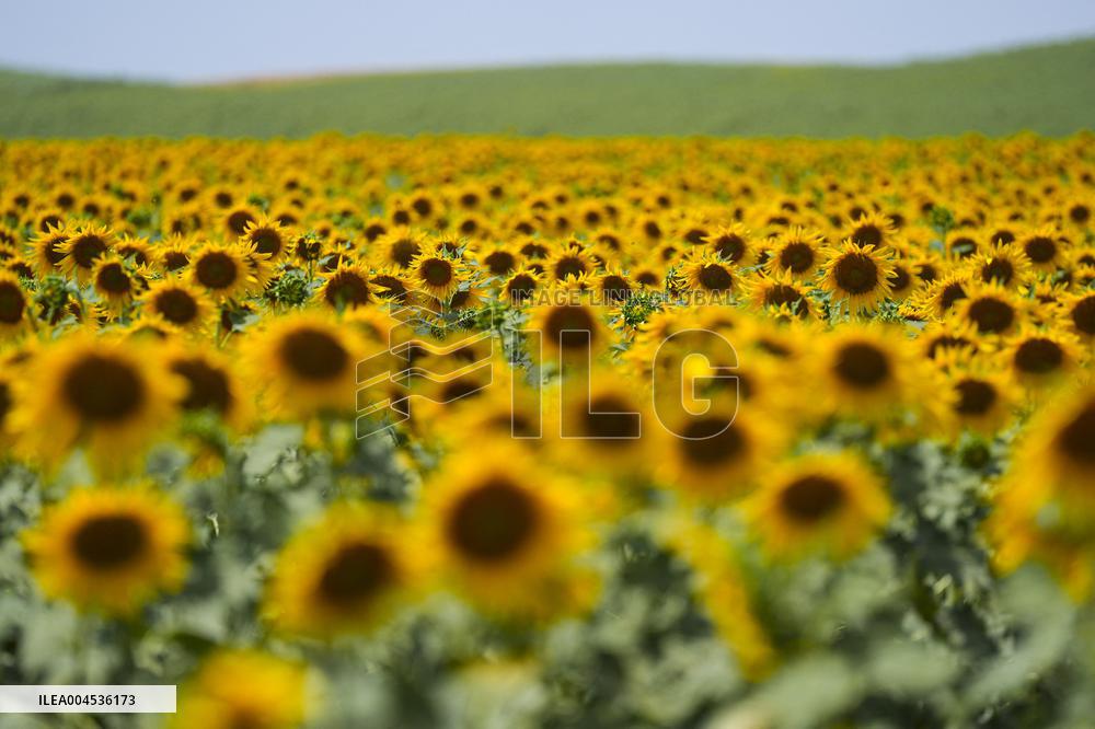 Sunflower Field Illustrations - Spain