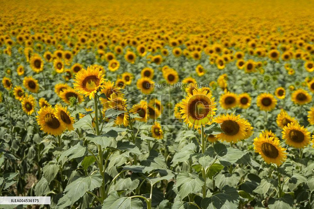 Sunflower Field Illustrations - Spain