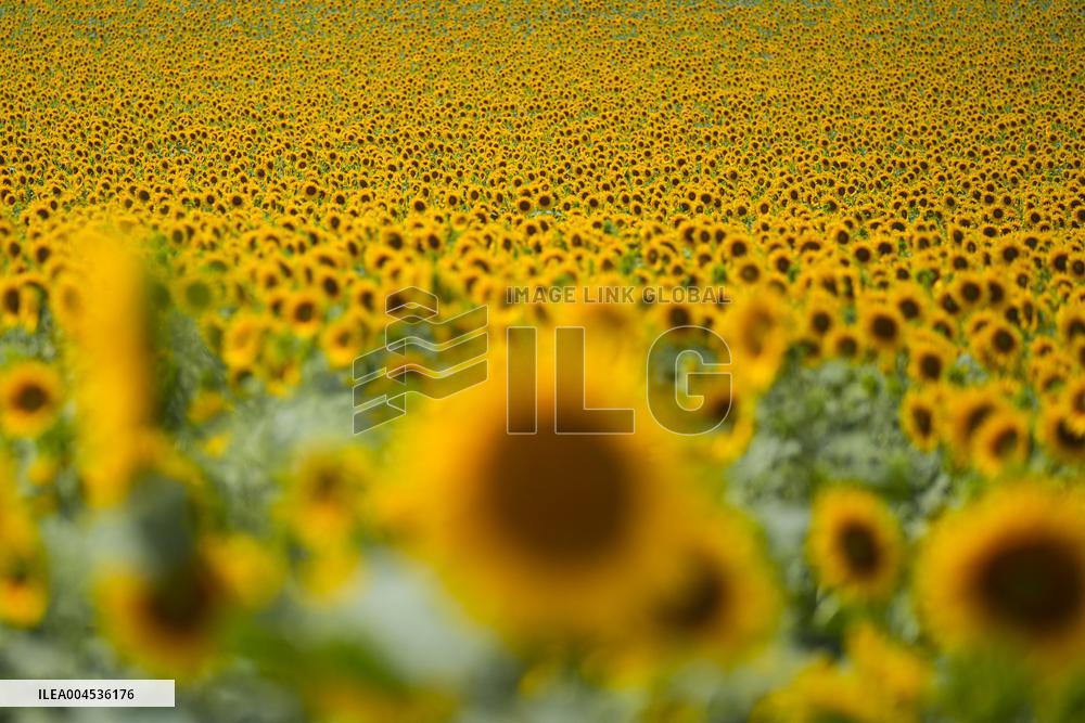 Sunflower Field Illustrations - Spain