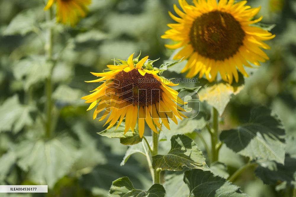 Sunflower Field Illustrations - Spain