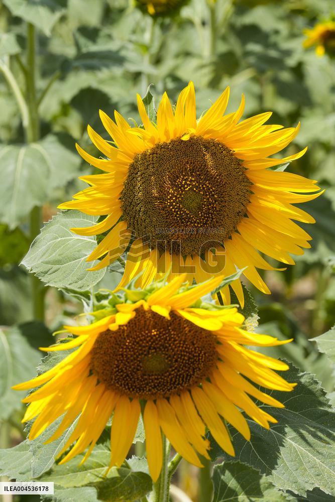 Sunflower Field Illustrations - Spain