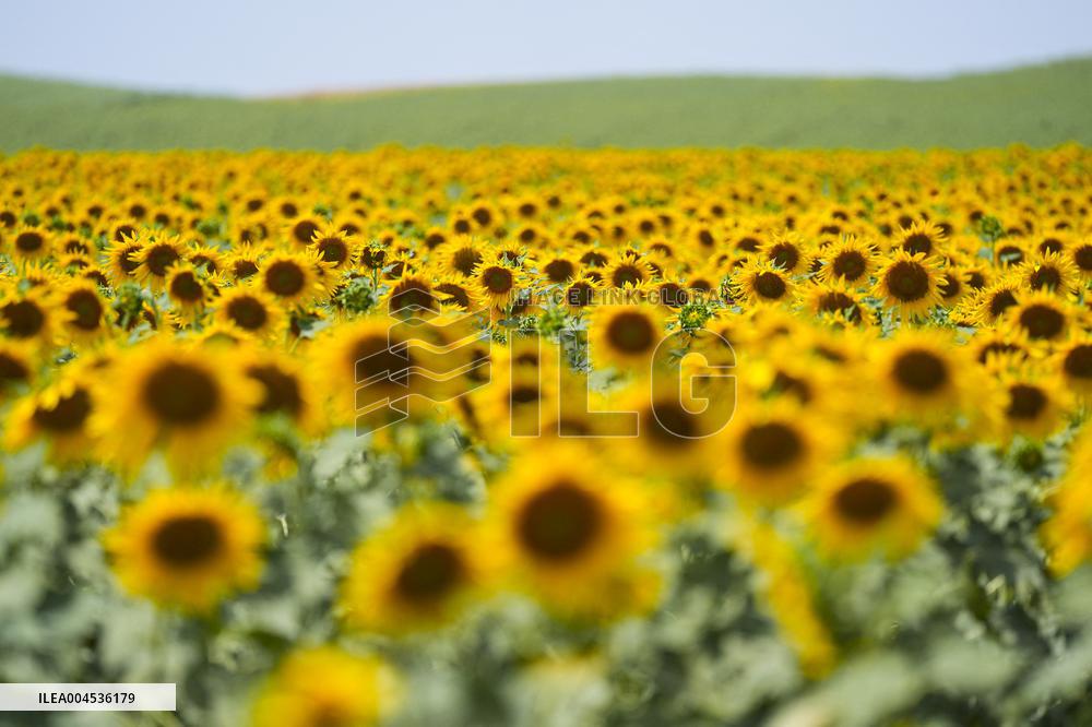 Sunflower Field Illustrations - Spain