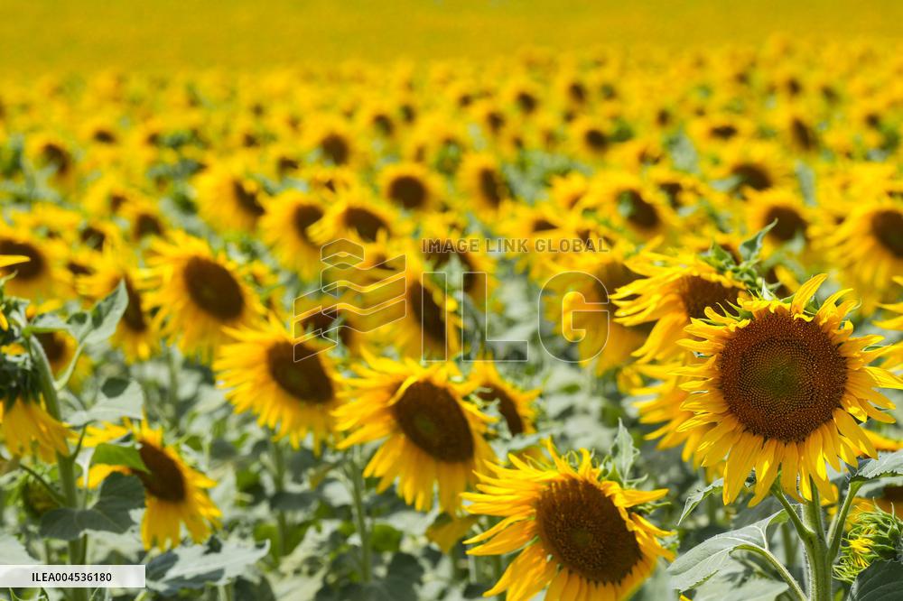 Sunflower Field Illustrations - Spain